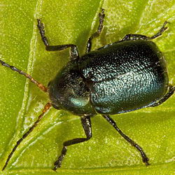 Cryptocephalus schaefferi Cryptocephalus schaefferi
